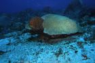 Rock'n coral turtle